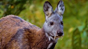 Эти животные на грани исчезновения. Как в Алтайском заповеднике спасают соболя, лося и марала?