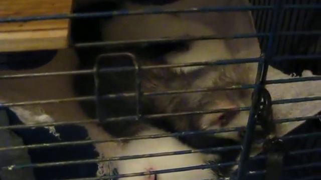 хоре и норка в стране Морфея смотреть онлайн