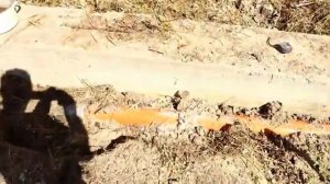 Сколько стоит выкопать траншею под фундамент ?