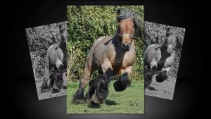 Бельгийский тяжеловоз Обожаю лошадей. Belgian draft horse (Brabancon)
