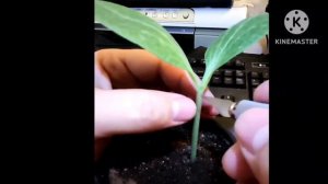 Три результативных метода прививок дыни и арбуза и какой из них лучше.