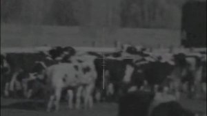 Охота на Волка Цифровой прицел Digisight Ultra N355