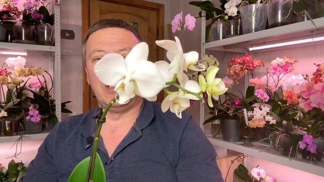 новые орхидеи НЕСУРАЗНАЯ Бернадетта и две роскошных орхидеи уценки с сухими корнями смотреть онлайн