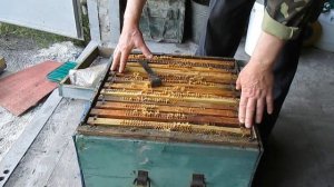 Исчезли пчелы Пчелиное воровство Ошибки пчеловода