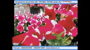 Hạt giống hoa PETUNIA Jumbo Rose Frost