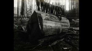 Гигантские деревья прошлого