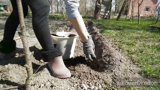 Как избавиться от сорняков на участке? Петлевидный ПОЛОЛЬНИК просто СУПЕР! Новая клумба. смотреть онлайн