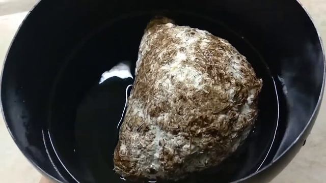 Грибы Шиитаке выращивание в домашних условиях смотреть онлайн