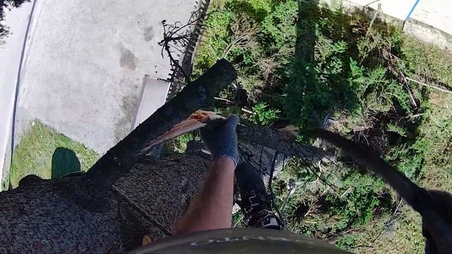 Ель. Всегда много веток и веревки в смоле. смотреть онлайн