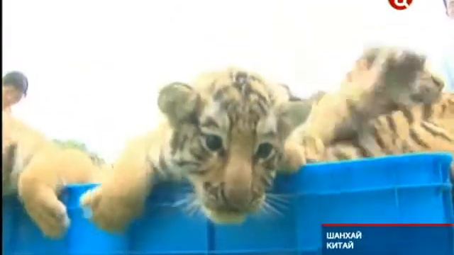 В Шанхае родились 15 тригрят смотреть онлайн