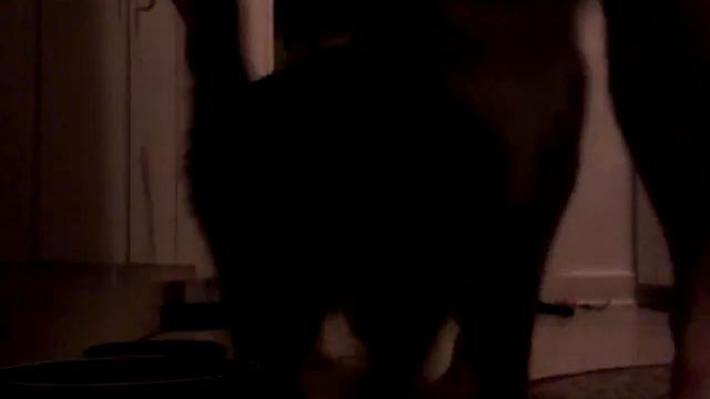 Kitchen Stakeout: Ella, Farkas and Sedre смотреть онлайн