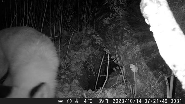 Лиса 2 смотреть онлайн