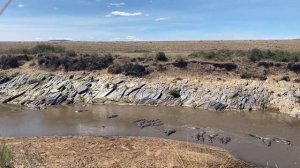 Сафари в 'Масаи Мара'.Знаменитая река "Мара".Крокодилы ,бегемоты и др.Африка.Кения.Январь2022