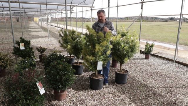 Roman Candle™ Podocarpus - Variegated Upright Narrow Screening Plant смотреть онлайн