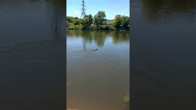 Такса Жужа на водоеме Донецка смотреть онлайн