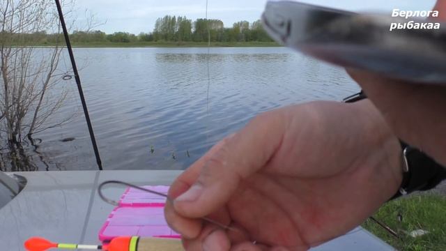 Рыбалка на лучшую приманку для Щуки и окуня. Живцовая удочка в запрет. смотреть онлайн