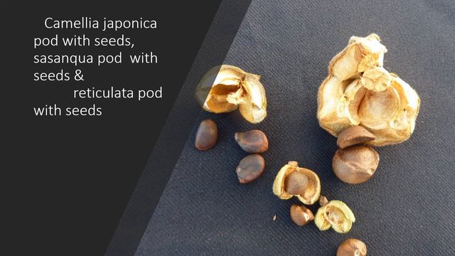 Harvesting Camellia Seeds смотреть онлайн