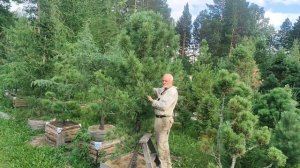 Кедр сибирский ‘Президент’ – золотой стандарт с 1992 г. Результаты селекции (2)