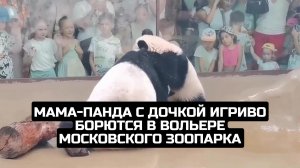 Мама-панда с дочкой игриво борются в вольере Московского зоопарка