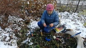 Как я размножаю черенкованием розы осенью