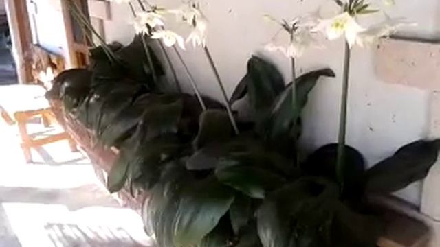 Coronas de maría (Eucharis Amazónica)Yuriria Gto. смотреть онлайн