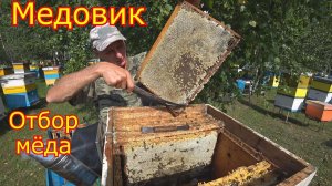 МЕДОВИК! ОТБОР МЁДА! Результат работы!
