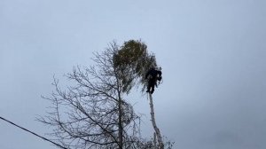 Мастер-класс от арбориста: как разобрать 4 дерева за 15 минут