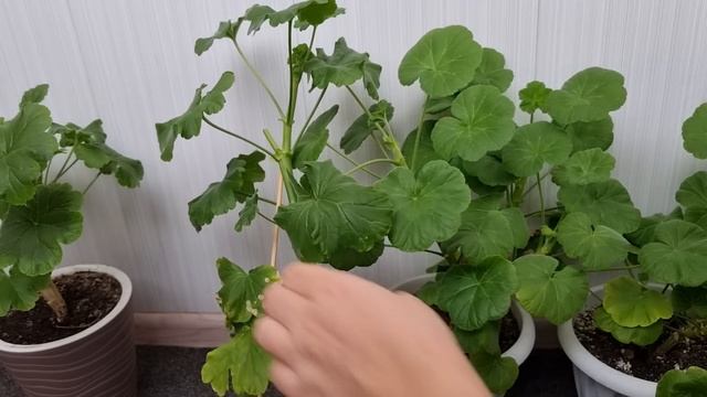 Как обрезать зональную пеларгонию в феврале, чтобы получить пышный куст ? смотреть онлайн
