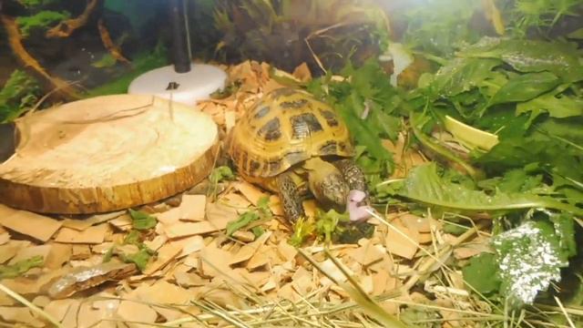 Обед Натана 31/08/2021 - цветы одуванчиков и мальвы , крапива , подорожник , клевер , одуванчик смотреть онлайн