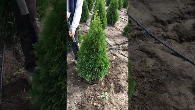 Lux Garden Thuja Smaragd