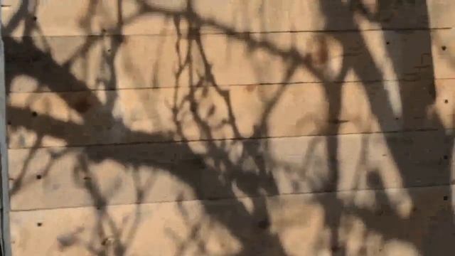 Как построить бюджетный курятник на даче