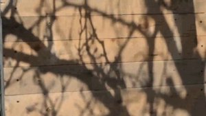 Как построить бюджетный курятник на даче