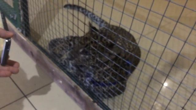 Контактный зоопарк "Мадагаскар" в Саратове смотреть онлайн