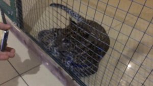 Контактный зоопарк "Мадагаскар" в Саратове