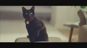Рекламный ролик кетчупа Heinz с котом