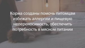 Обзор кормов для кошек и собак "GRANDORF"