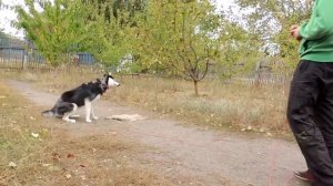 Хаски. Процесс дрессировки. Школа Гайдука