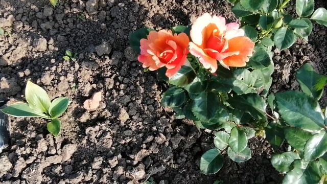 Розы и хосты. Мульча "Черный кристалл" для идеального результата. смотреть онлайн