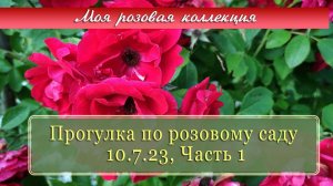 Прогулка по розовому саду, Часть 1| Моя розовая коллекция. Vlog Дача как есть. Хроника 10.07.2023