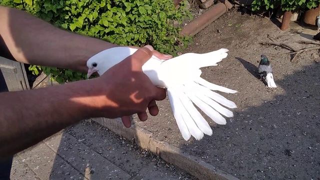 Голубята май 2021г. Город Димитров, Сергей Барабаш смотреть онлайн