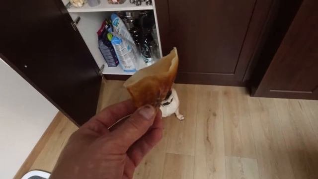 Воспитание щенка, ДРЕССИРОВКА. Щенок МОПСА борется за чистоту.