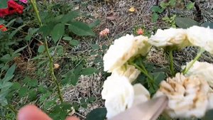 Мини розы КОРДАНА , роза АЛЬБЕРИХ , Подмосковье +31 °.