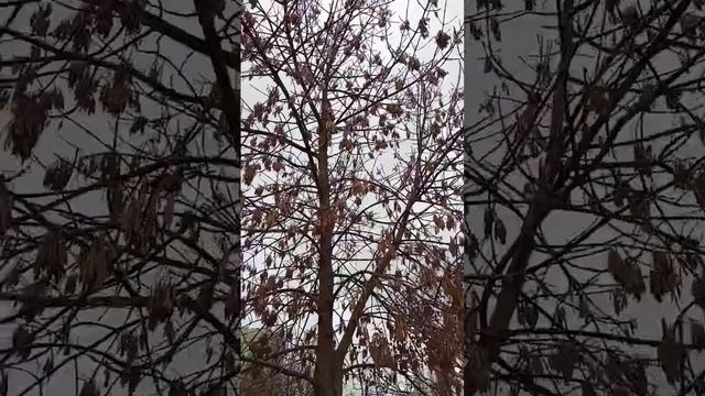 Птицы крыма Сойка смотрите на Ютубе