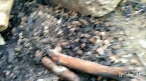 Спасаю Желтопузика.