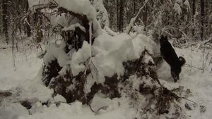 Охота с лайкой на пушнину. Из осени, в зиму... Ноябрь 2017 г.