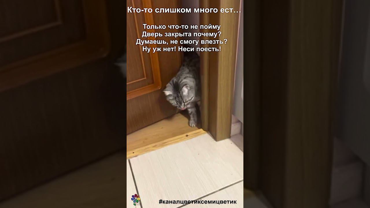Не пролезает в дверной проем Жирненький котик После празднования Нового года #shorts смотреть онлайн