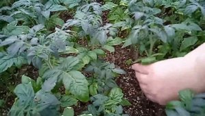 Продажа рассады помидор