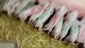 Кормление новорожденных поросят.