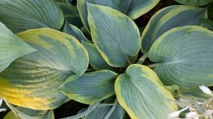Хосты (лат. hosta)вдоль садовой дорожки. Пять надёжных сортов./#hosta #хоста