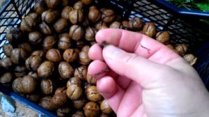 Заготовка и правильное хранение грецкого ореха.